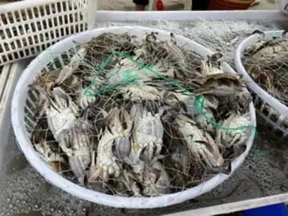 Make Crabs step 0