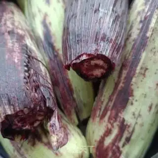 Make Make red corn step 1
