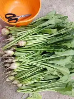 Make radish step 1