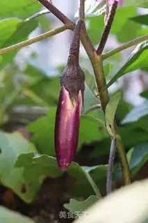 Make Red eggplant step 8
