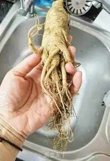 Make The fresh ginseng pharmacist broth step 0