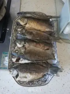 Make Red-burned minnow step 2