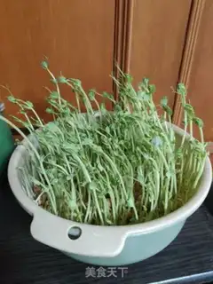 Make Splendid pea seed step 2