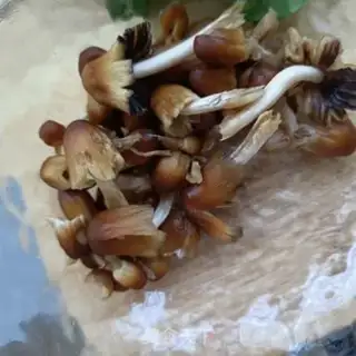 Make ♪ Little chicken crumbs and crumbs ♪ step 2