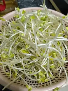 Make Precious sprouts step 0