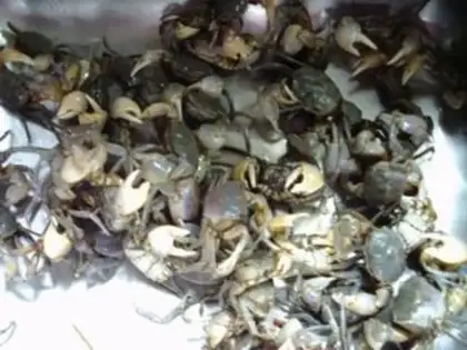 Make Crabs step 0