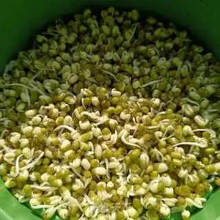 Make Auto green bean sprouts step 5