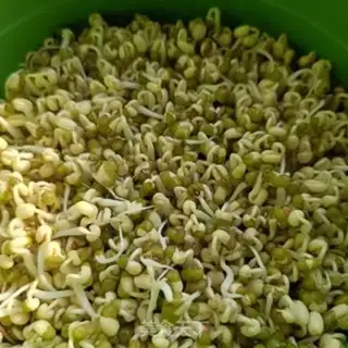 Make Auto green bean sprouts step 6