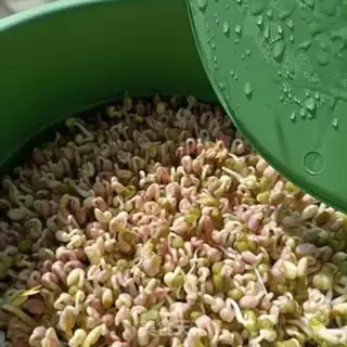 Make Auto green bean sprouts step 7