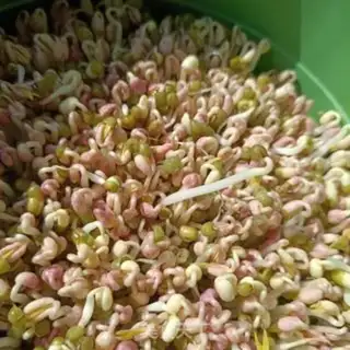Make Auto green bean sprouts step 8