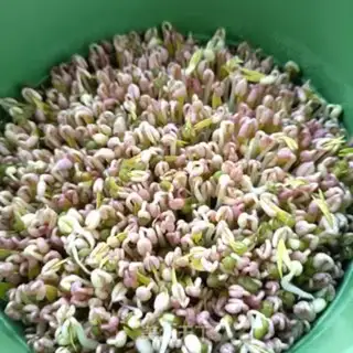 Make Auto green bean sprouts step 9