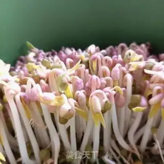 Make Auto green bean sprouts step 11