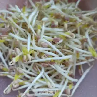 Make Green bean sprouts and sea cucumber step 2