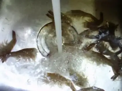 Make Shrimp fried squid step 2