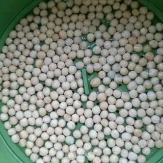 Make They grow their own peas step 1