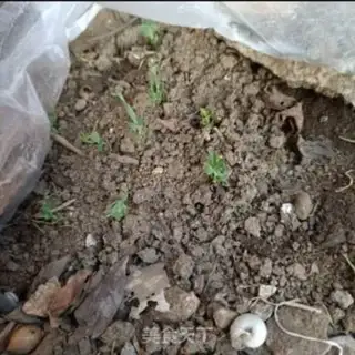 Make They grow their own peas step 3