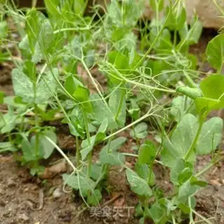 Make They grow their own peas step 4
