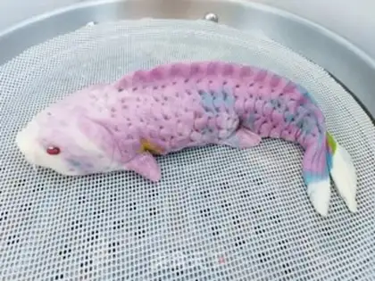 Make There are fish in years step 10