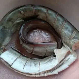 Make Red burning eel step 0