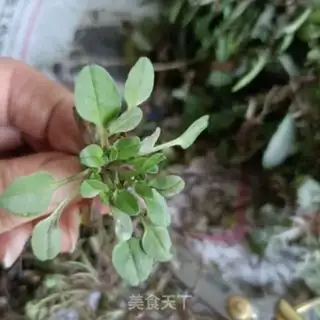 Make The bitter saucer step 2