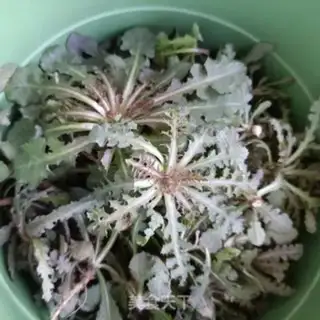 Make The bitter saucer step 3