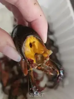 Make Spicy lobster step 1