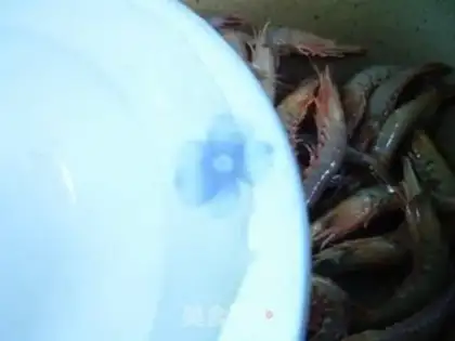 Make Saltwater live shrimp step 3
