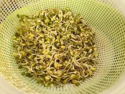 Make The green bean sprouts step 2
