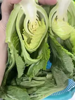 Make Pickles step 3
