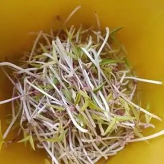 Make Lunch with green bean buds step 1