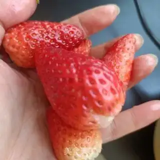 Make Red potato strawberry milkshake step 5