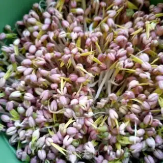 Make Scrambled bean sprouts step 0