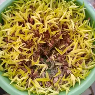 Make Scrambled bean sprouts step 1