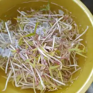 Make Scrambled bean sprouts step 2