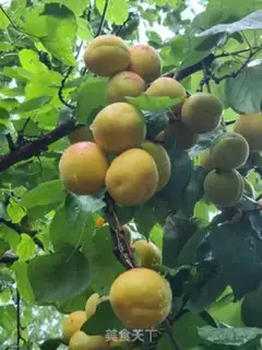Make Apricot cans step 1