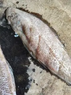 Make The venomfish step 1