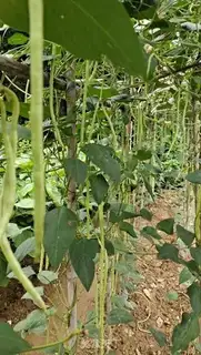 Make Homemade soybeans step 0