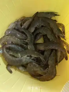 Make Shrimp step 0