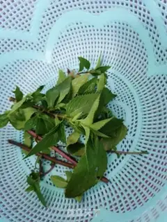 Make Rohango mint tea step 2