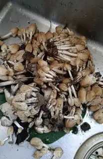 Make Ghost crumbs soup step 0