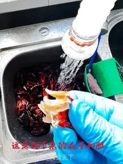 Make Vacuate the lobster step 6