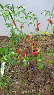Make Homemade chili sauce step 0