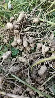 Make Cook peanuts step 0