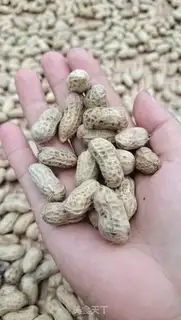 Make Cook peanuts step 7