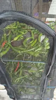 Make Pickled peppers step 0