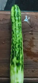 Make Squids have to fire cucumbers step 2