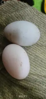Make Roach-dried duck eggs step 1