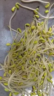 Make Korean rice step 1