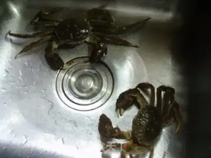Make Crabs step 0