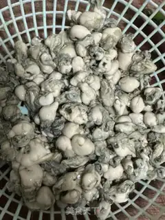Make Fried eggs step 0